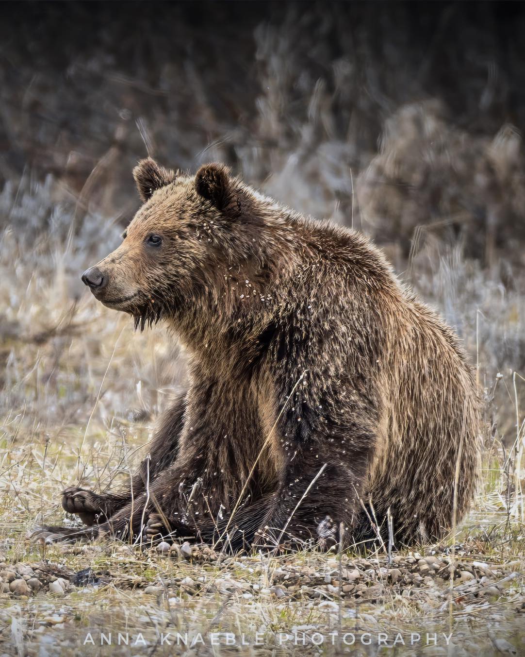Grizzly bear cub with burs in Grand Teton National Park