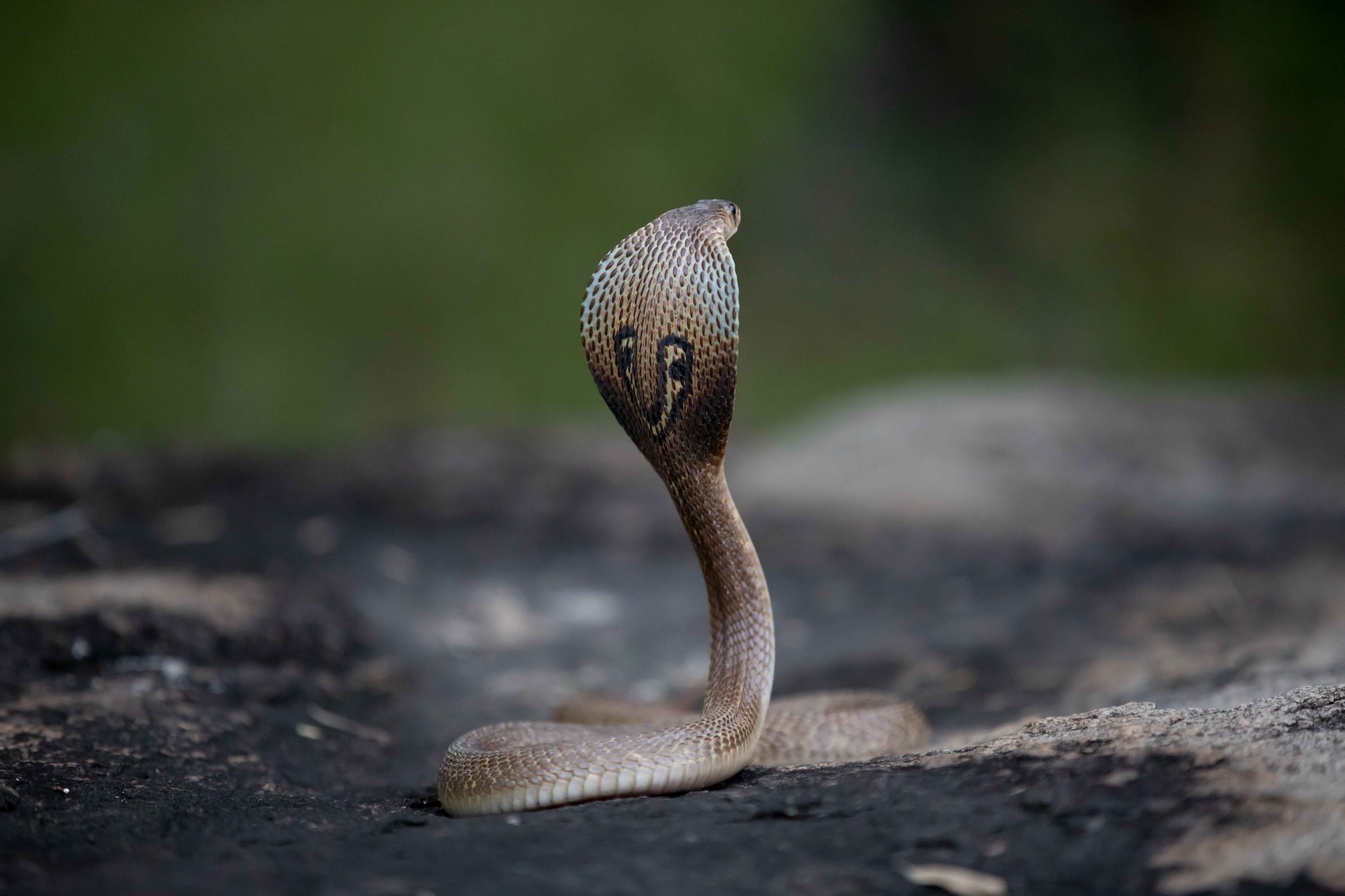 Snake - Time to test your snake knowledge ... can you identify this ...