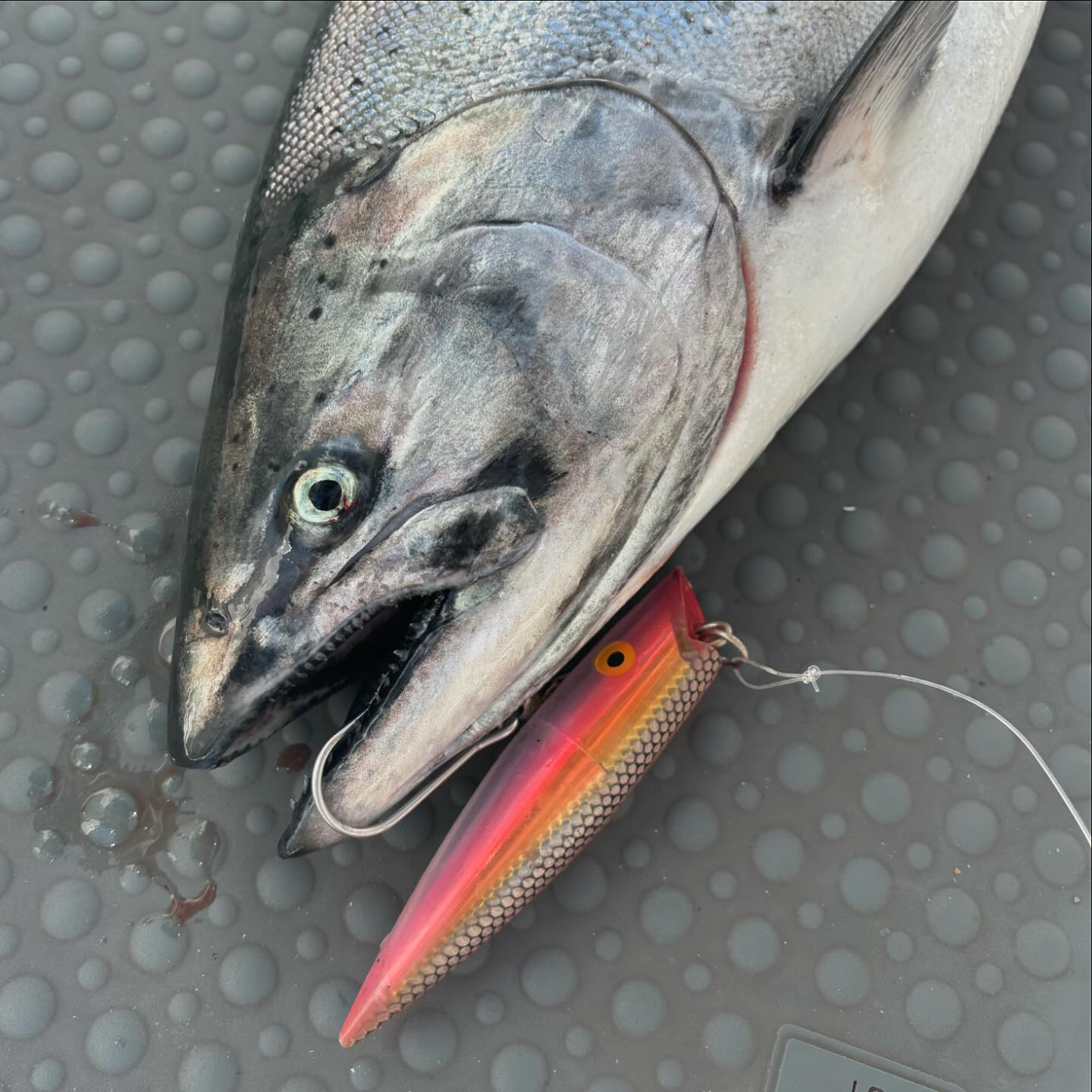 chinook salmon fishing lures  Animated Lure Upper Columbia River Chinook Salmon