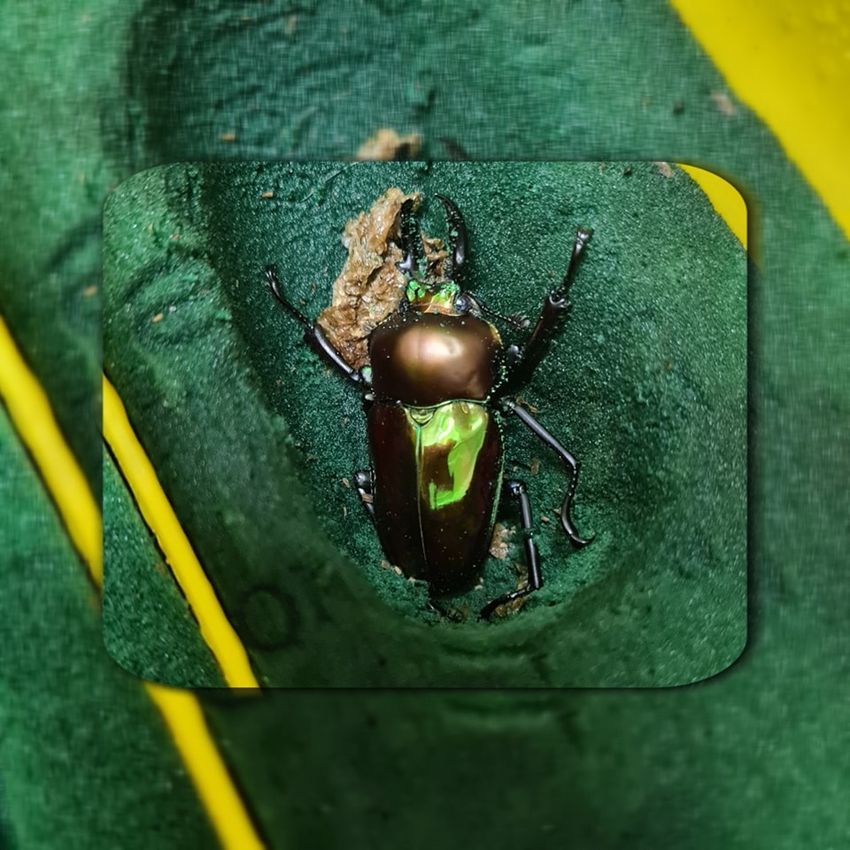 Royal Beetle - New emerge Rainbow stag beetle 🌈...