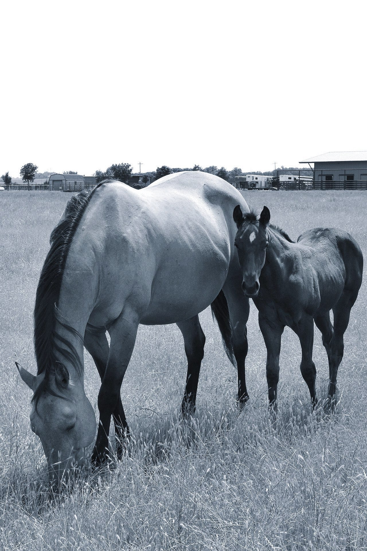 Rolling Green Ranch ShaneandDe