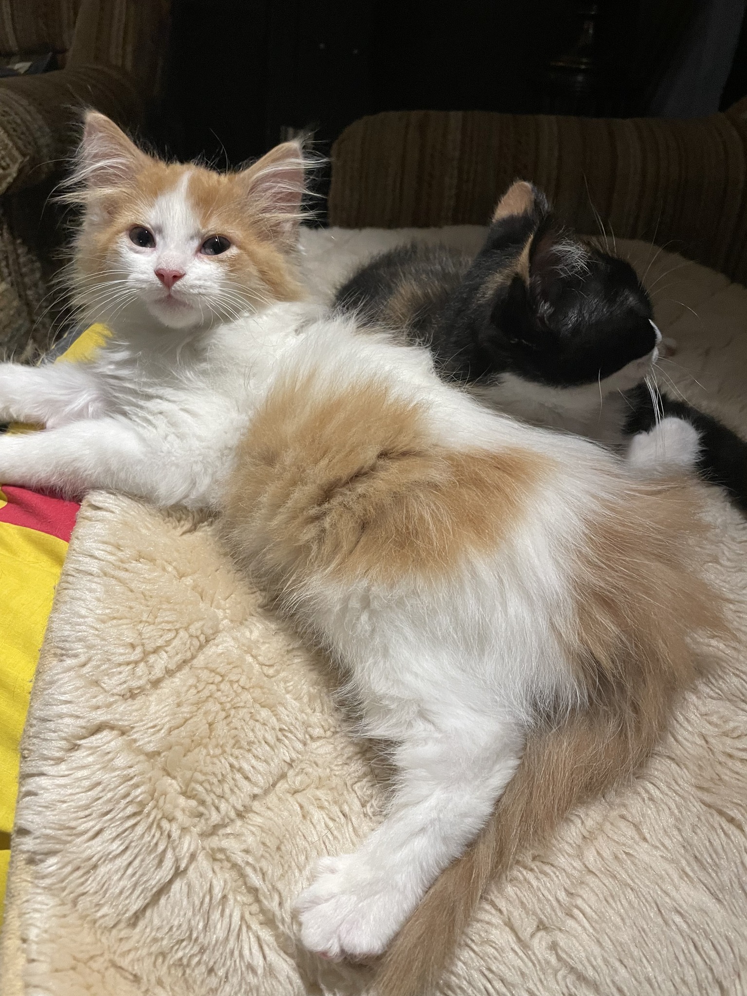 Fat Cat Rescue - Two more Bedrock babies have arrived!... | Facebook