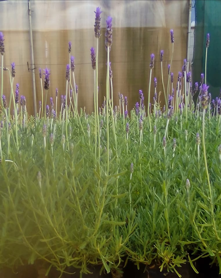 Lavender - French 