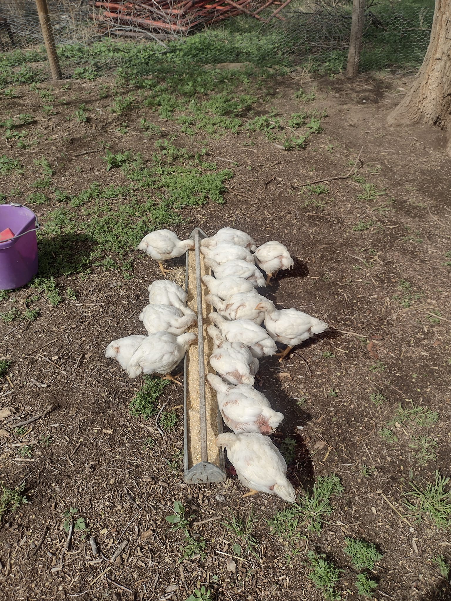 Flock Yeah Free Range Poultry | Champion NE