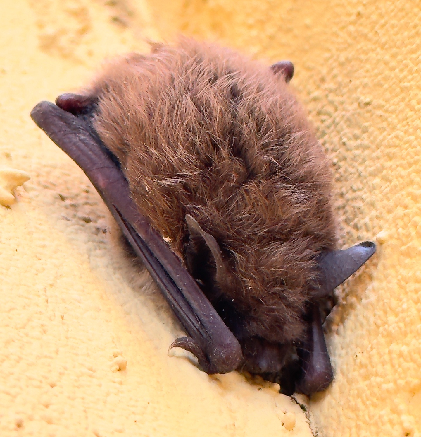 Orange - Orange County is home to several species of bats and while we ...