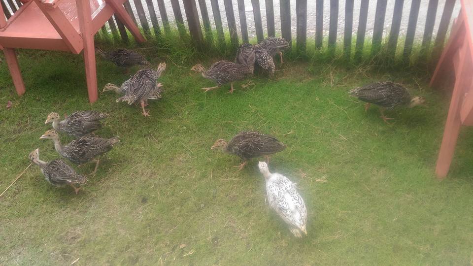 Reban Ayam Hias Palembang