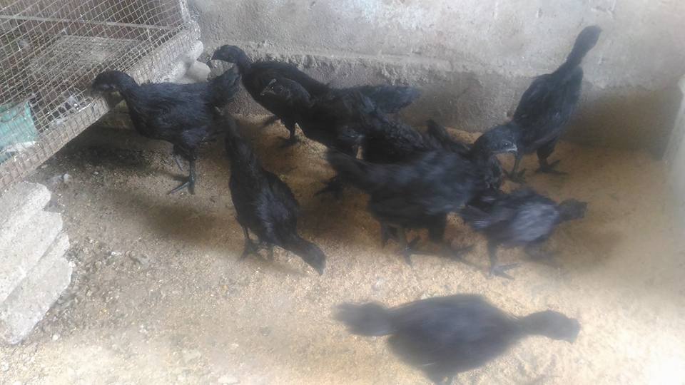 Reban Ayam Hias Palembang