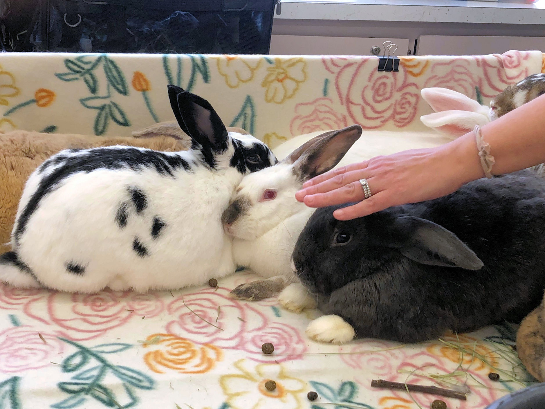 RESCUED RABBITS @ THE REC! Meet our adoptable rabbits at the Cedar ...