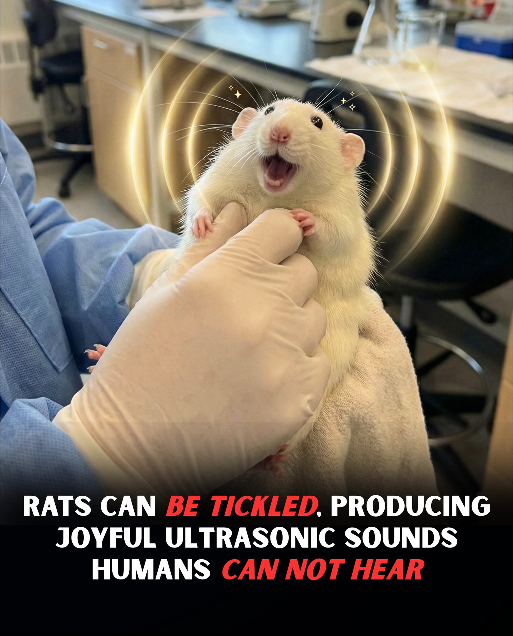 Historic - Rats actually laugh when they are tickled but not in a way ...