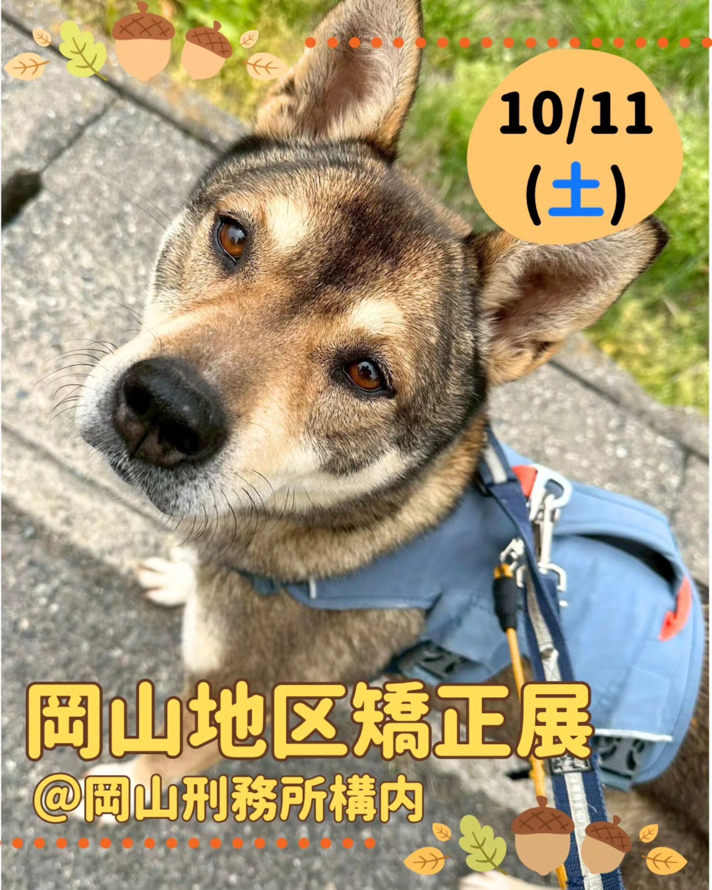 ピースワンコ・ジャパン岡山譲渡センター added a new photo. - ピース 