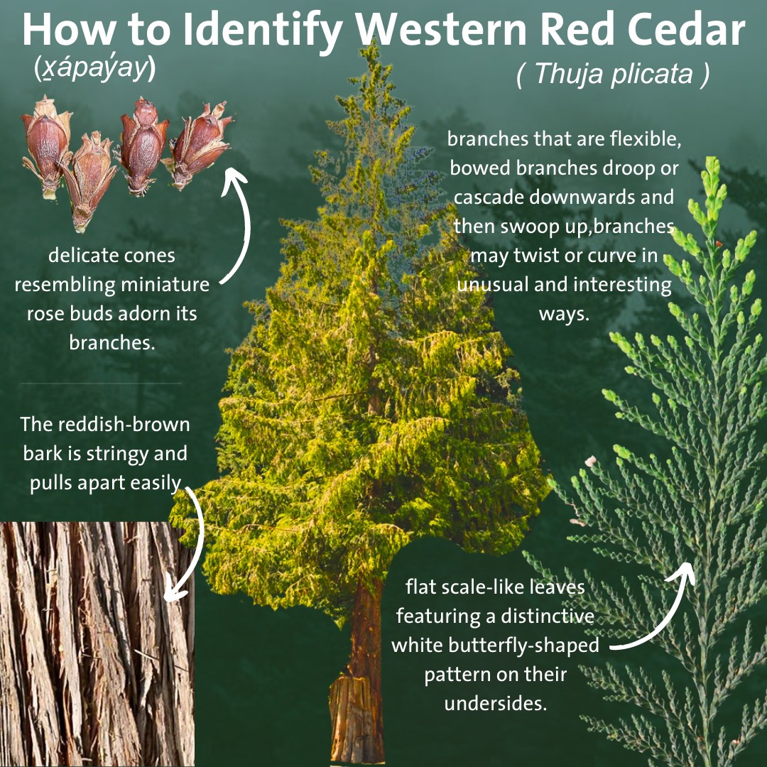 What Is The Difference Between Cedar And Western Red Cedar