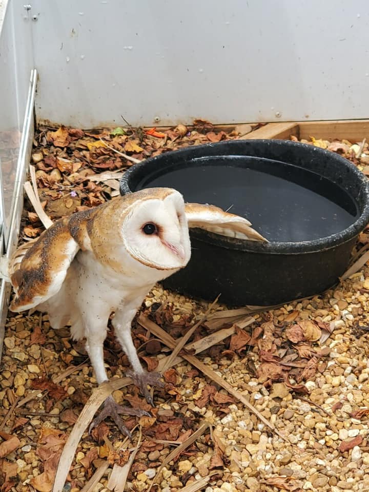 The little Barn Owl from CROW... - Raptor Center of Tampa Bay