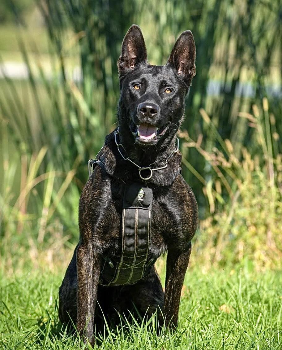 K-9 - Please keep the Council Bluffs Police Department, Iowa, K-9 Rudy ...