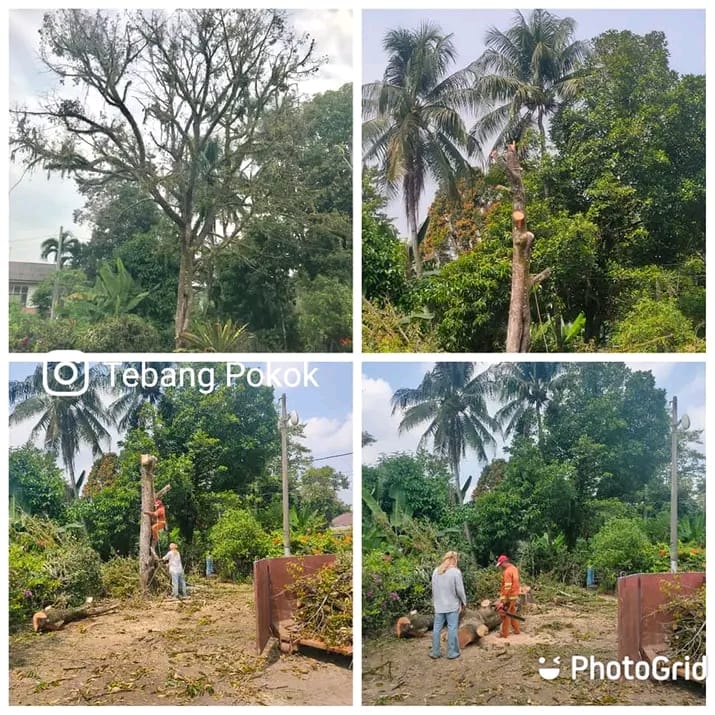 Tebang - TRIM TREE / CANTAS POKOK / 修树, TREE TRIMMING, MEMANGKAS ...