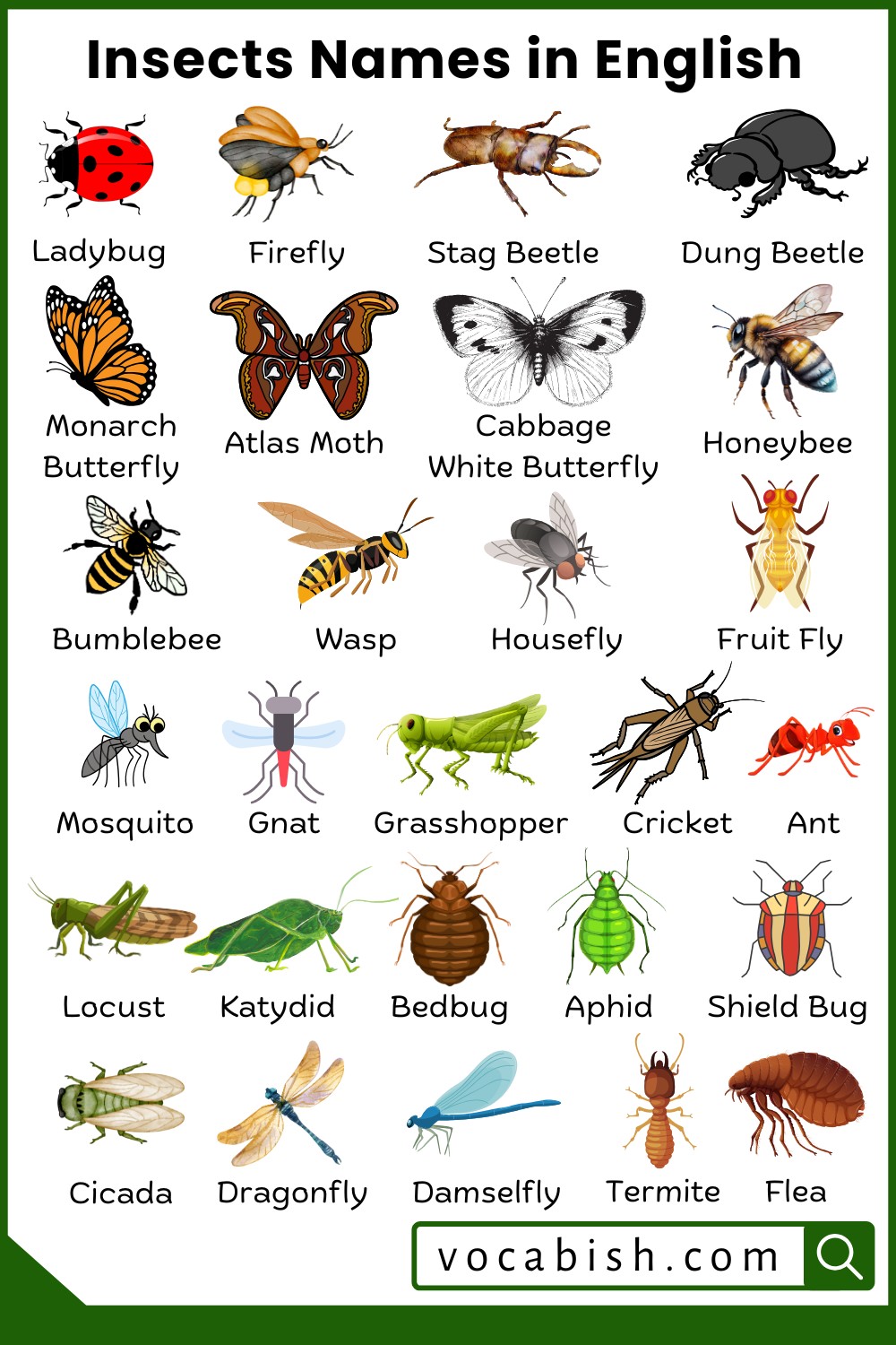 English - 100+ Insects Names with Pictures 👇 https://vocabish.com ...
