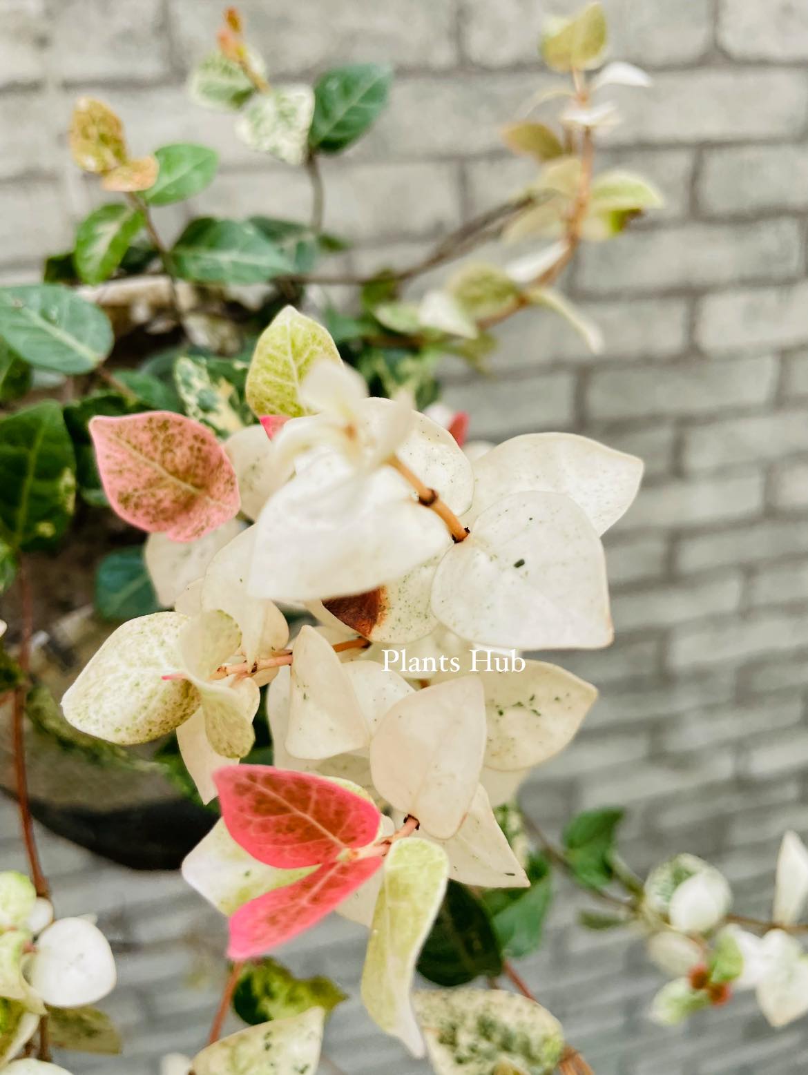 ⭕️এশিয়াটিক জেসমিন (Asiatic Jasmine) ✓ID: Summer
