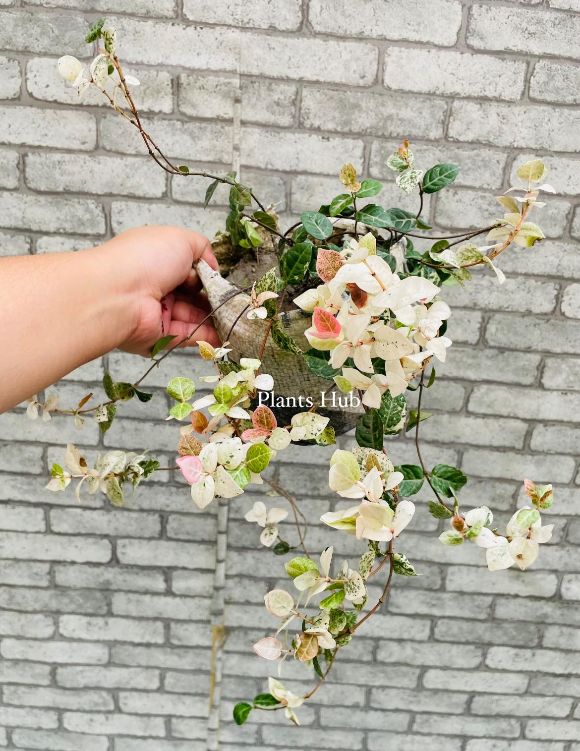 ⭕️এশিয়াটিক জেসমিন (Asiatic Jasmine) ✓ID: Summer