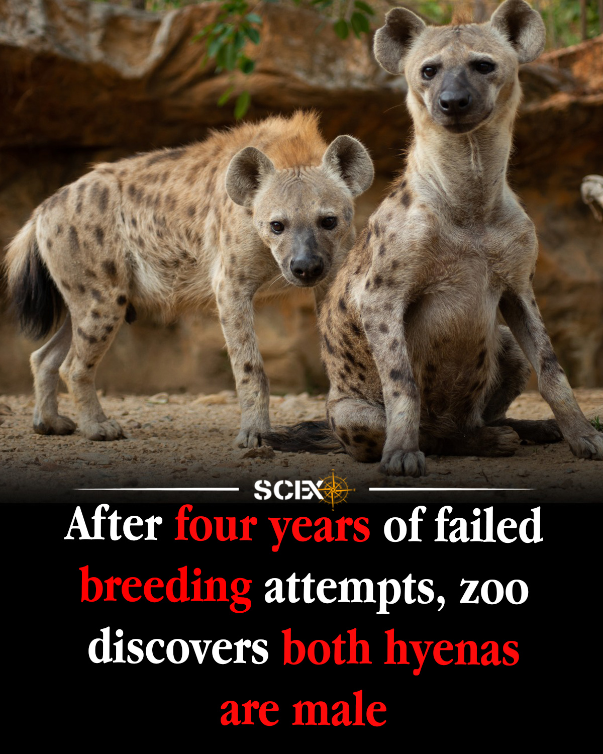 🐾🇯🇵 Japanese Zoo Discovers Both 'Male and Female' Hyenas Are