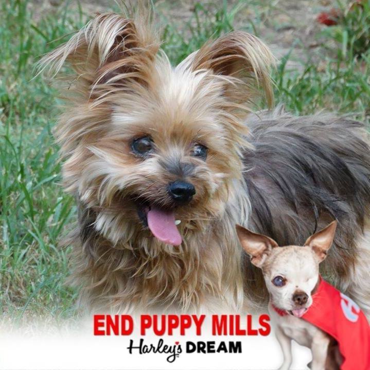 John Fenlaw - Oscar NYC Second Chance Rescue | Facebook