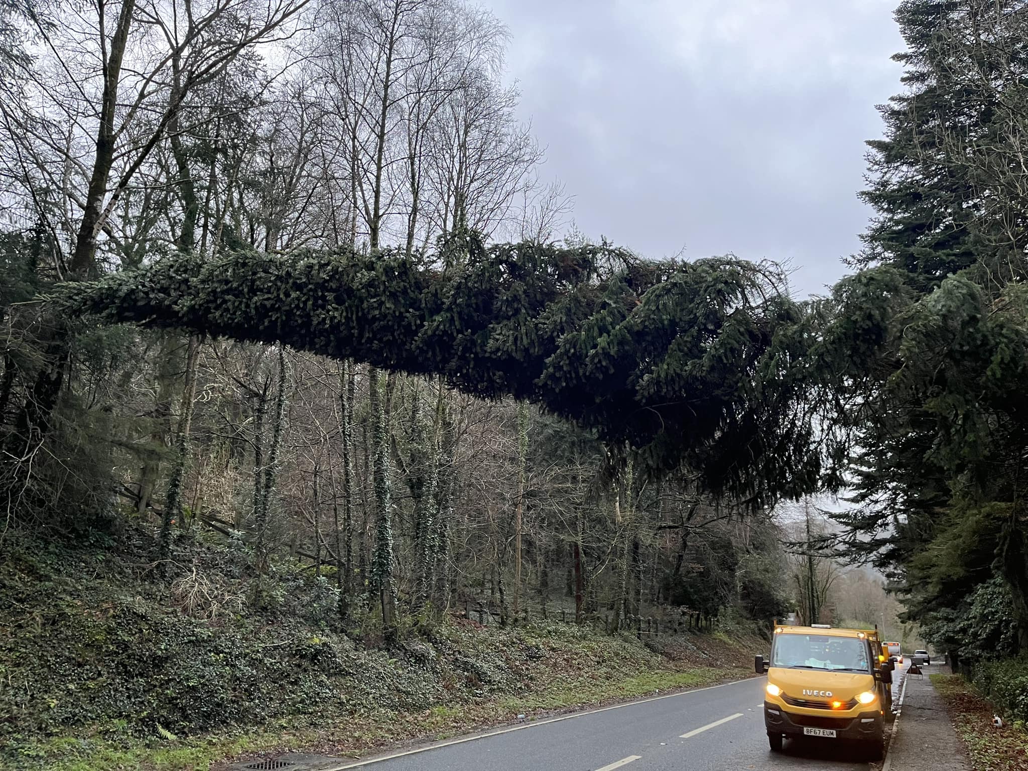 Nant Conwy Tree Services | Capel Garmon