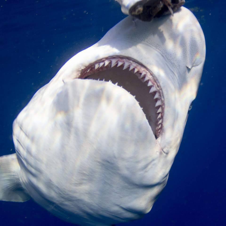 Bryce Rohrer - Captain - Prof Shark Diver