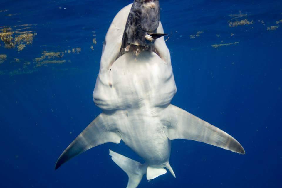 Bryce Rohrer - Captain - Prof Shark Diver