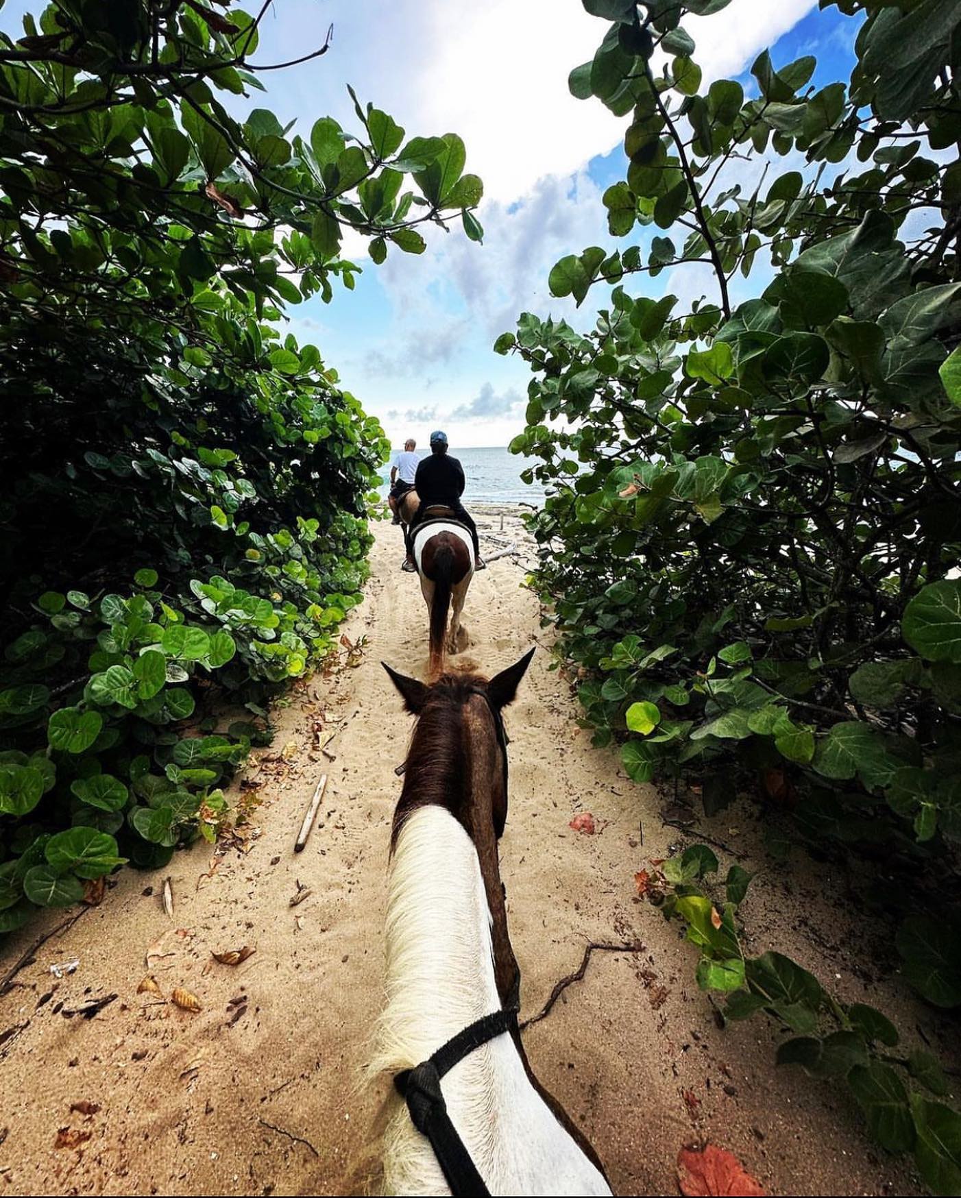 Tropical Trail Rides - Isabela | Jobos