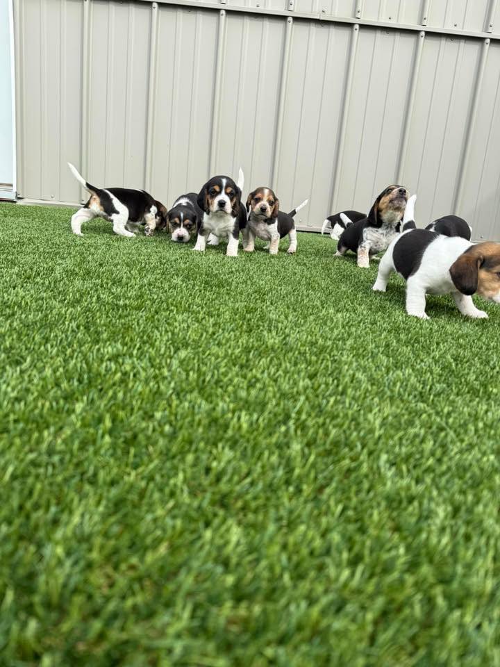 Premier Ranch AKC Beagles | Ham Lake MN