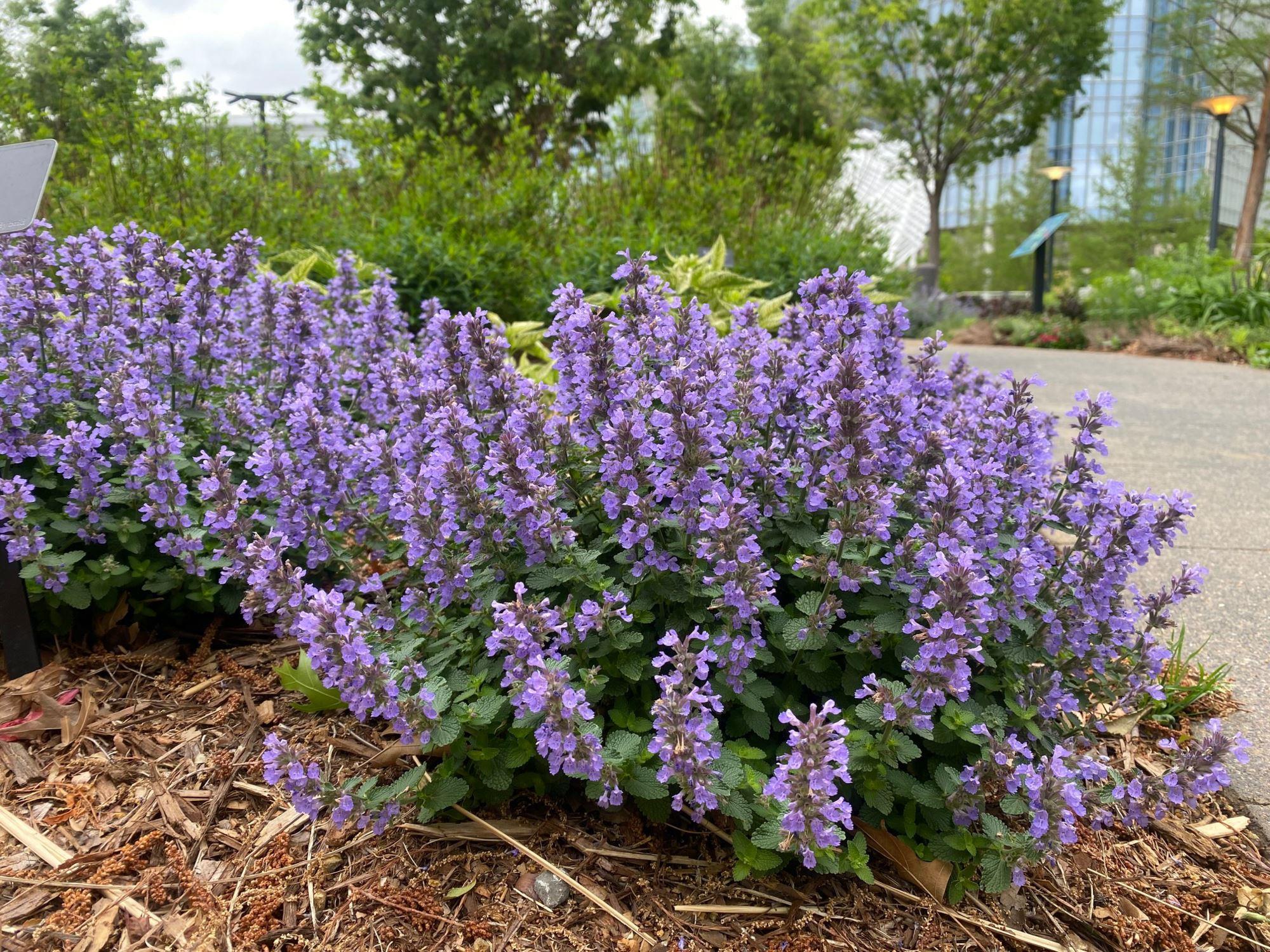 Myriad - Common Name: Catmint Botanical Name: Nepeta ‘Cats Pajamas’ The ...