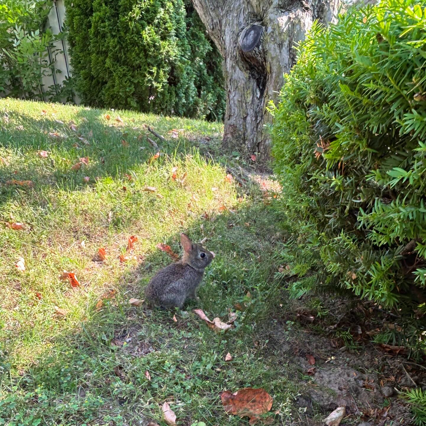 The River Campus is in full summer mode today, even a baby bunny rabbit ...