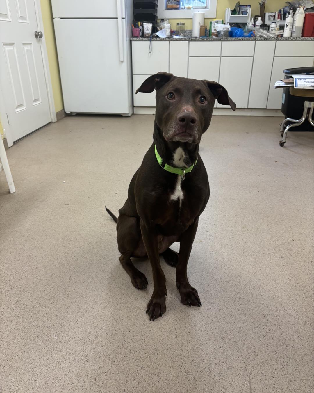 Connor was found roaming in... - All 4 Paws Animal Rescue | Facebook