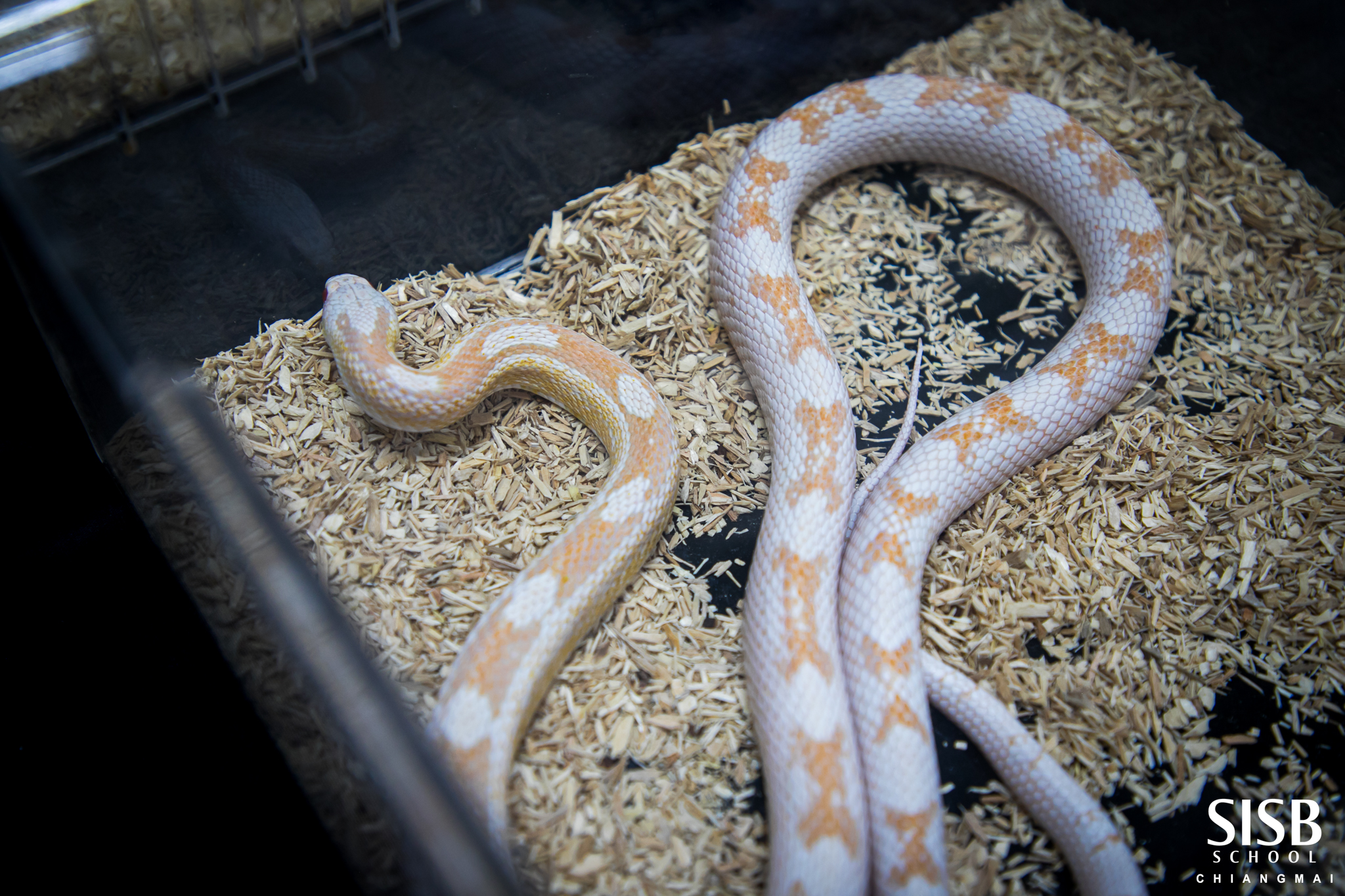 🕷🐇🐦🐌🐍🦎Our Nursery and Kindergarten students have been learning about ...