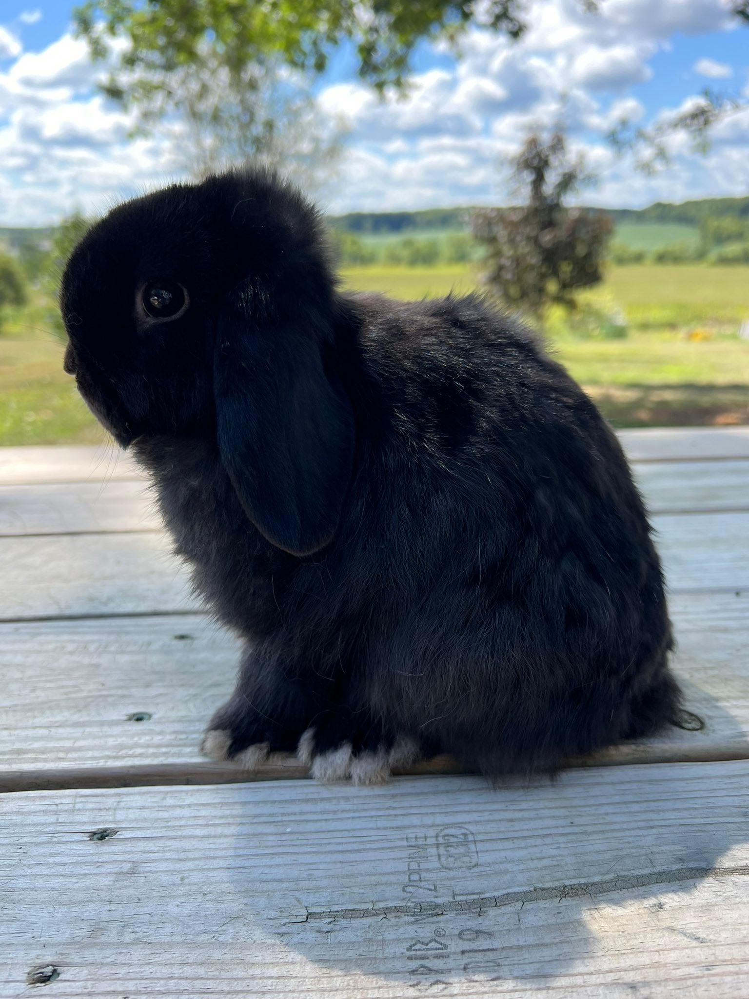 Really Rascally Rabbits added a... - Really Rascally Rabbits