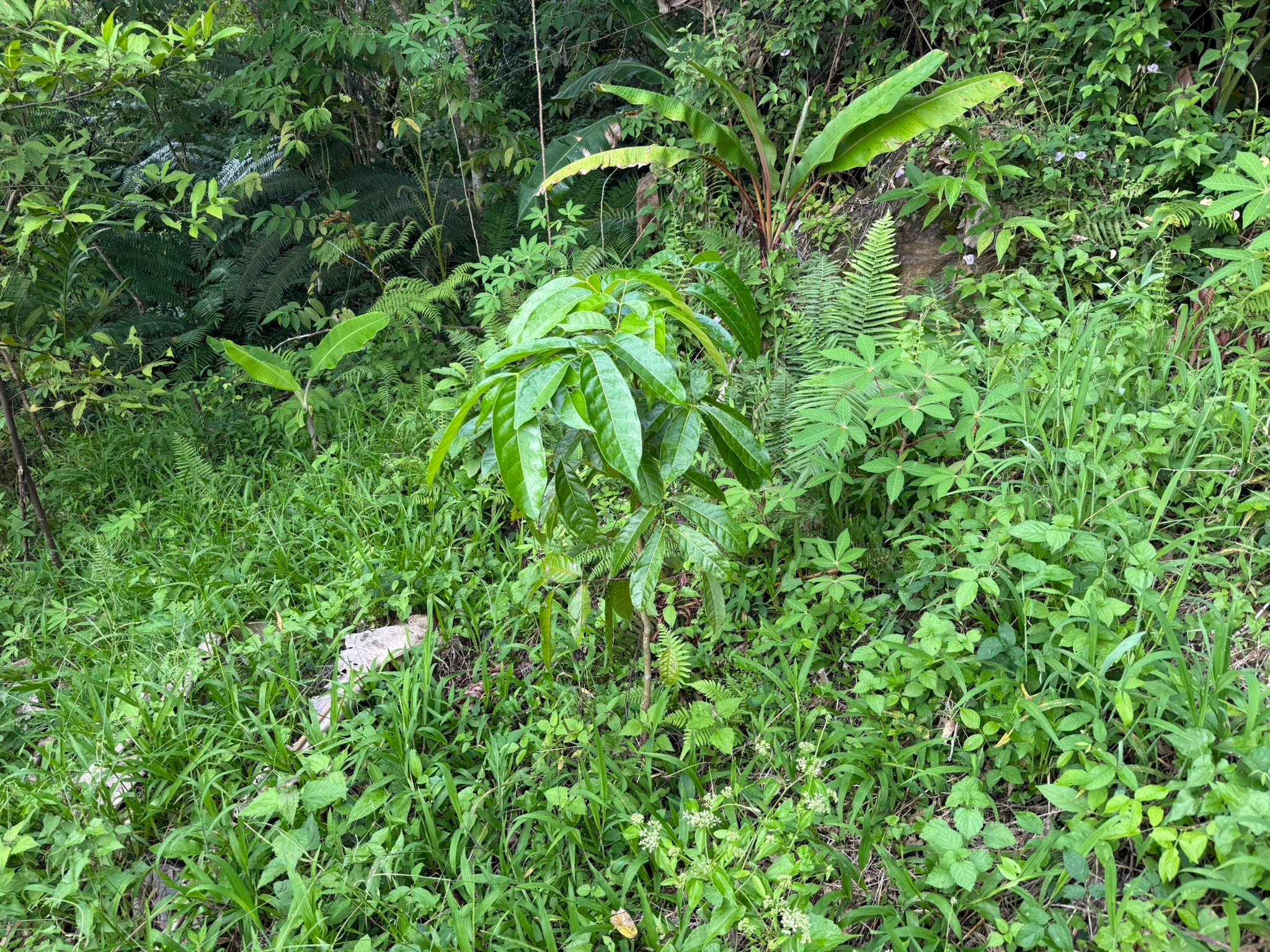 Takurug - Mahogany - pinapatay ang ibang halaman o mga katutubong puno ...