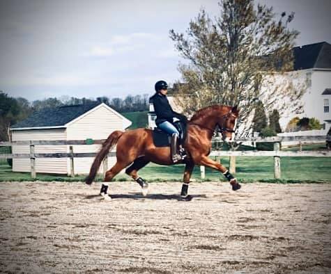 Rapture R Hanoverian Stallion