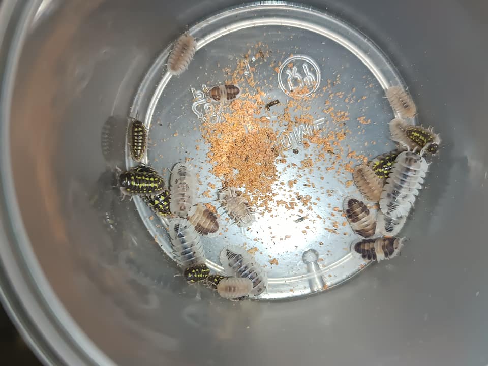 Patong Beetle
