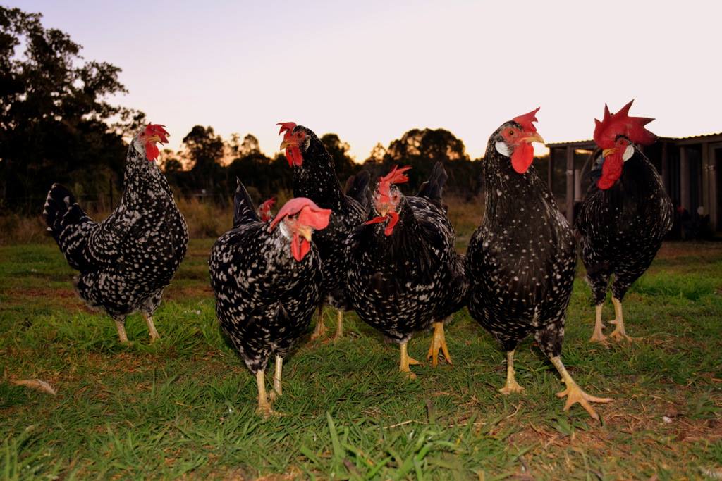 Northern Rivers Poultry