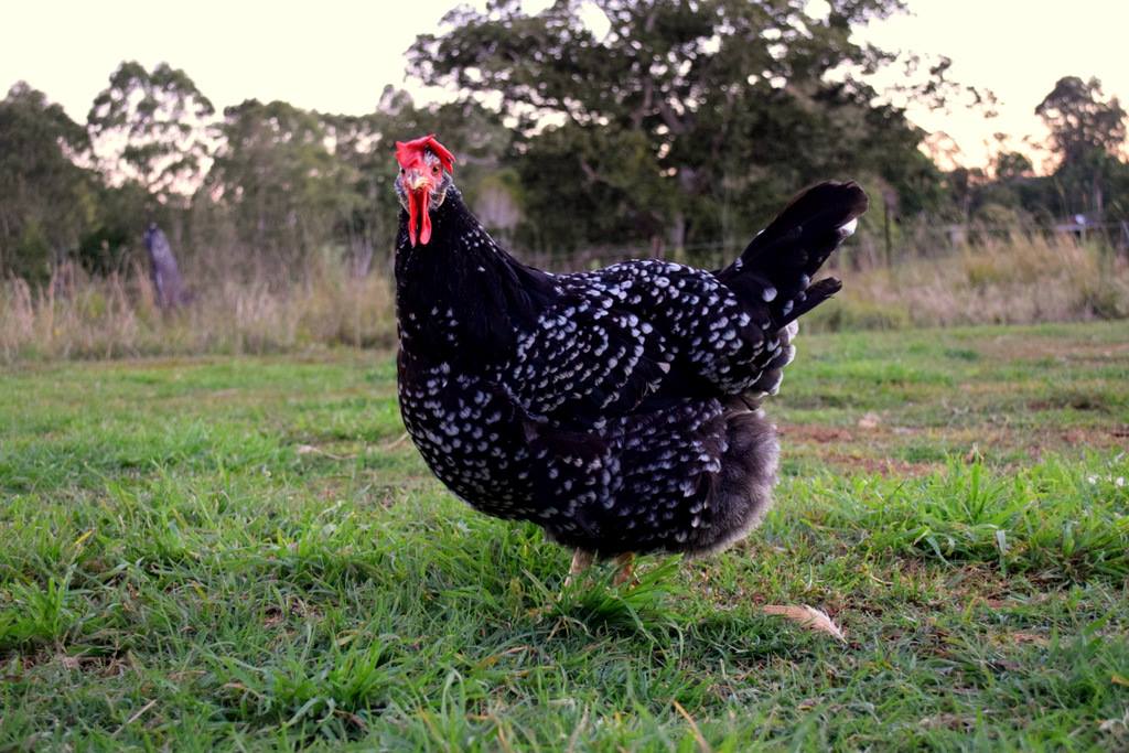 Northern Rivers Poultry