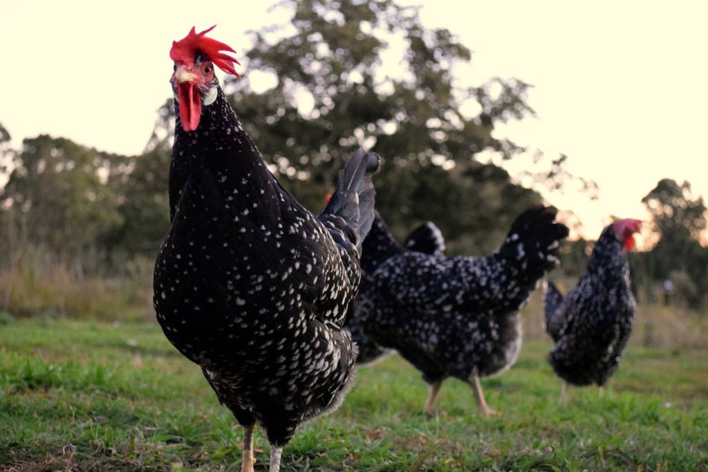 Northern Rivers Poultry