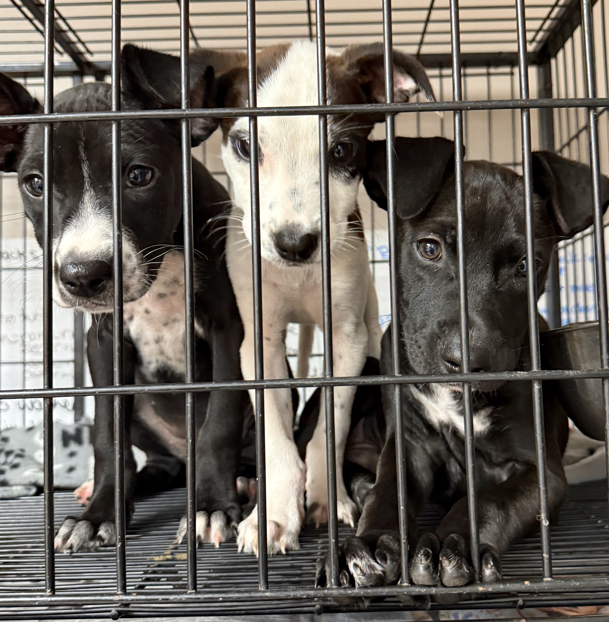 Project Hope... - Project Hope Animal Rescue Foundation
