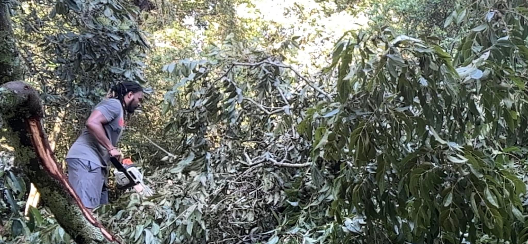 Allen's Tree Service | Samson AL