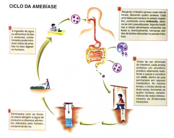 Amebíase - Ciclo de vida da Entamoeba histolytica A Entamoeba é ...
