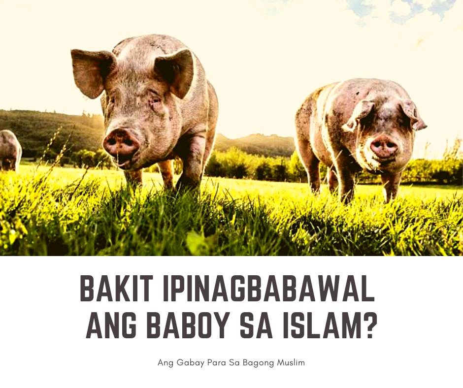 Gabay sa bagong Muslim - Bakit ipinagbabawal ang baboy sa Islam
