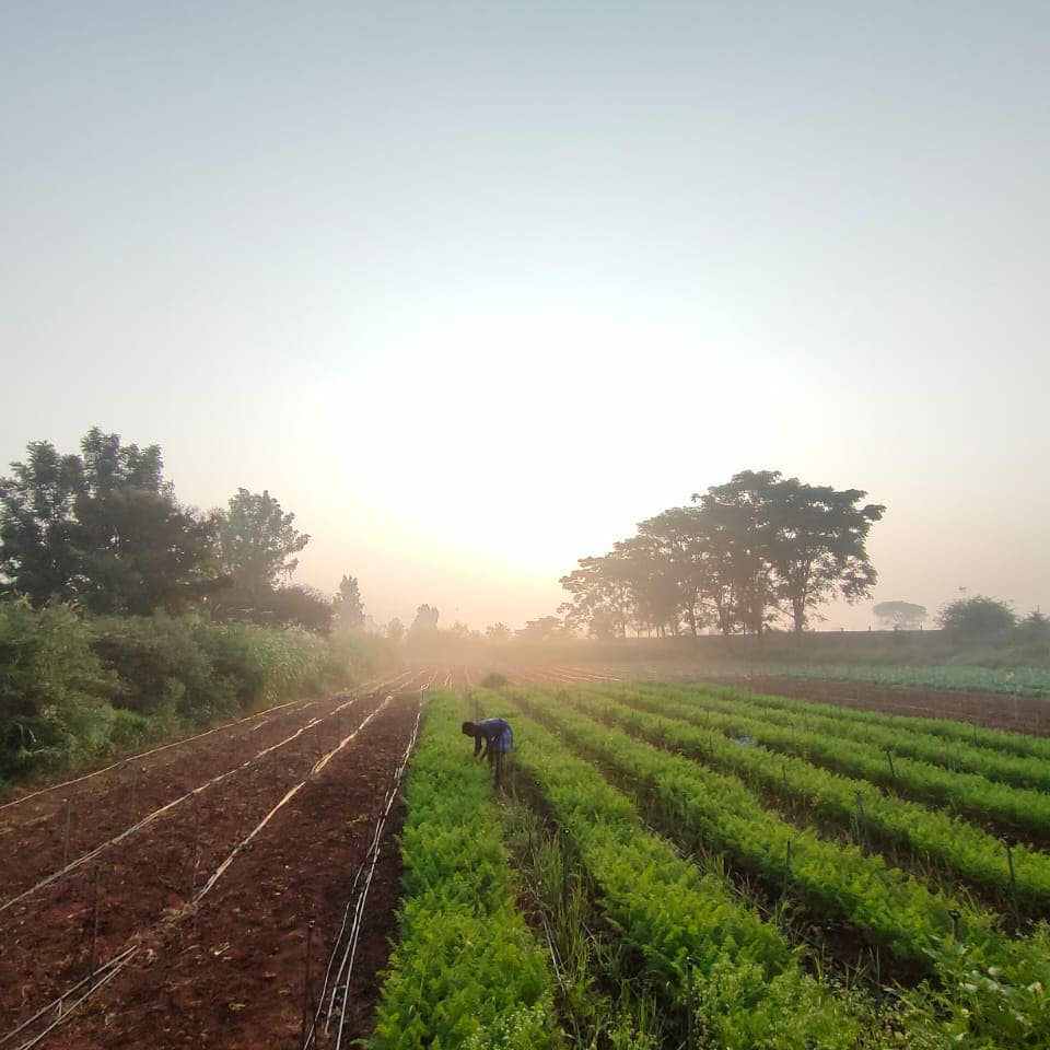 Mapletree Farms