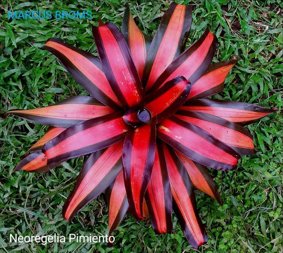 Neoregelia 'Bahiana' variegated hybrid bromeliad