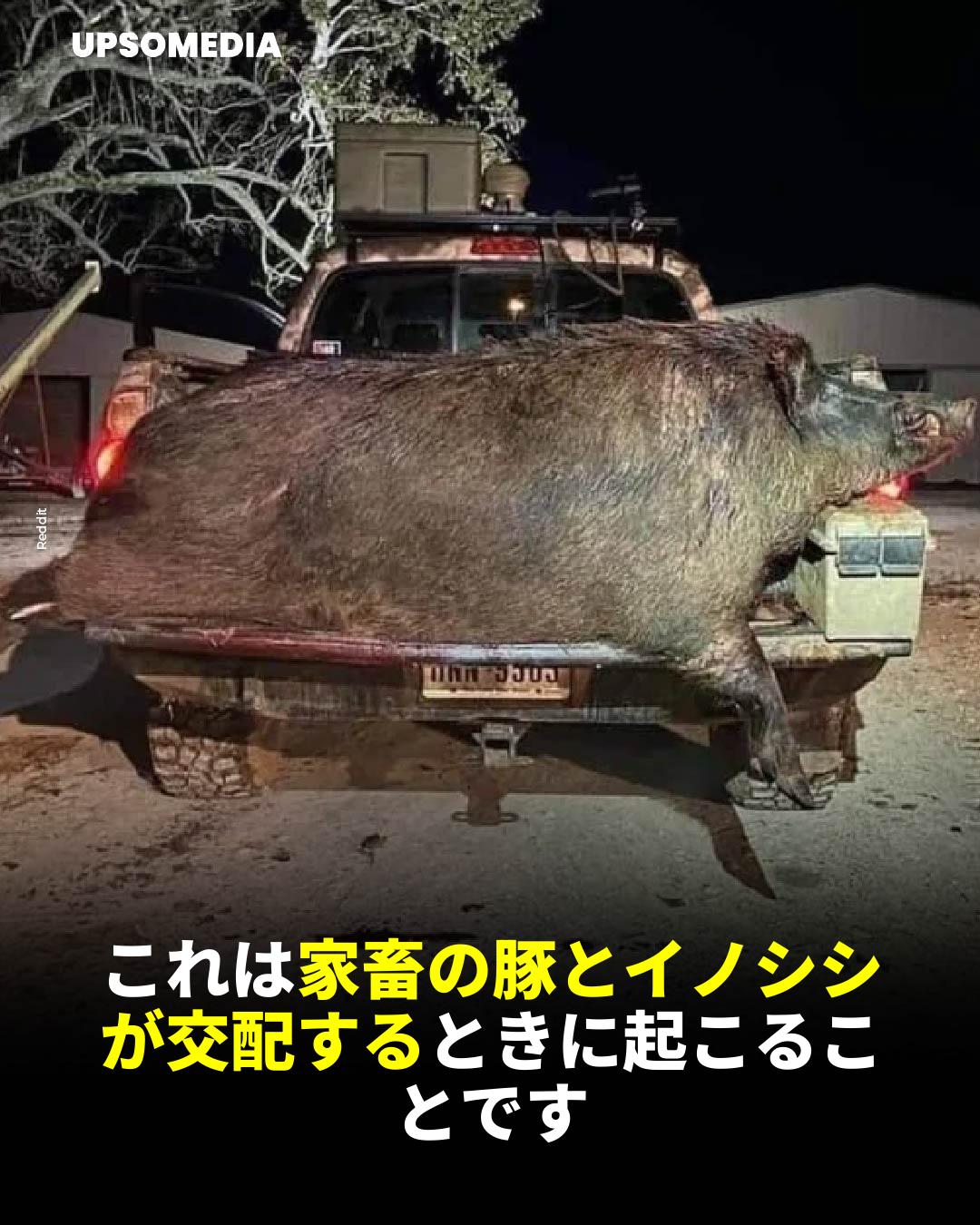 猪 と 豚 の 違い