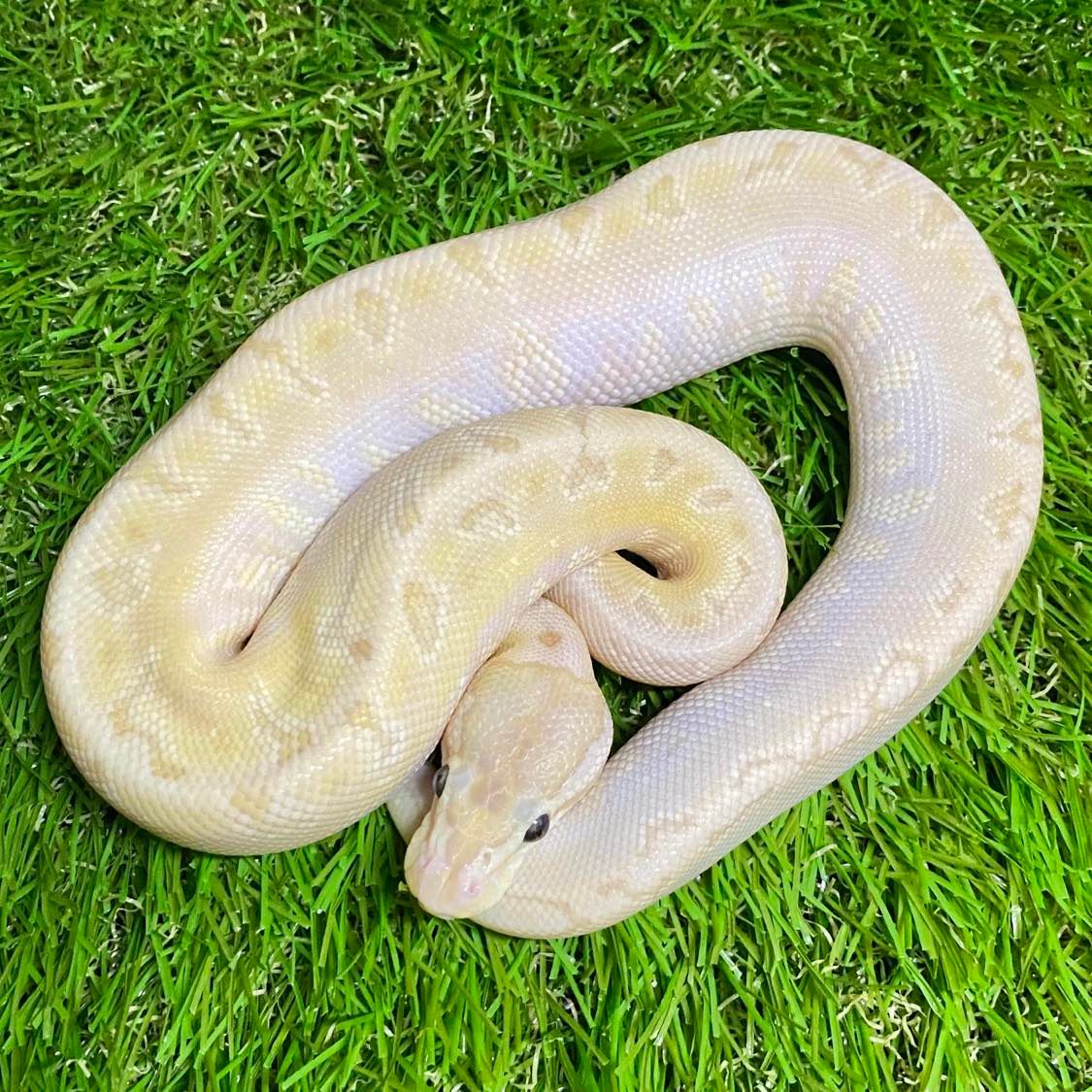 Florida Ball Pythons | Jacksonville FL