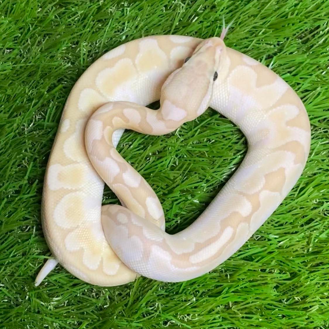 Florida Ball Pythons | Jacksonville FL