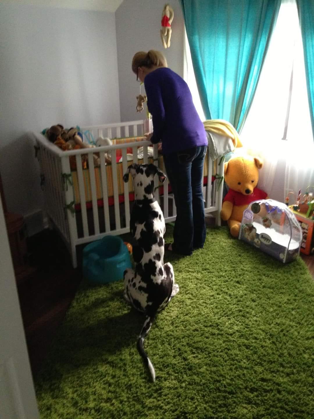 In The Ruff Great Danes