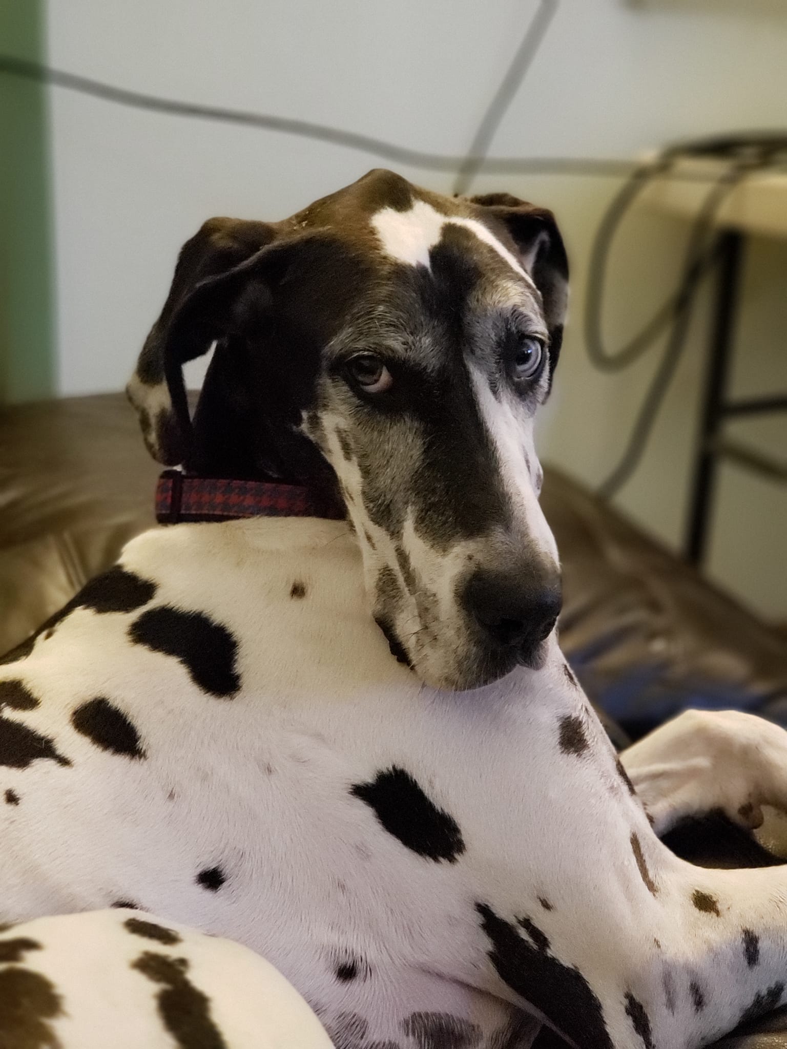 In The Ruff Great Danes